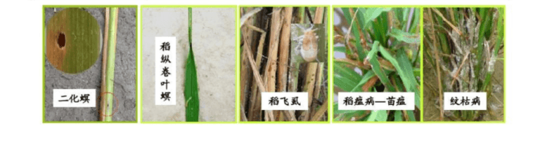 水稻病虫害因素